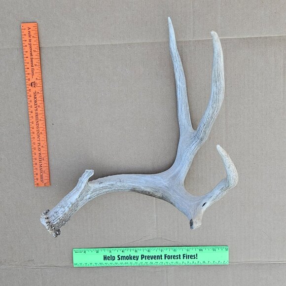 Genuine Mule Deer Shed Antler - Picture 8 of 14